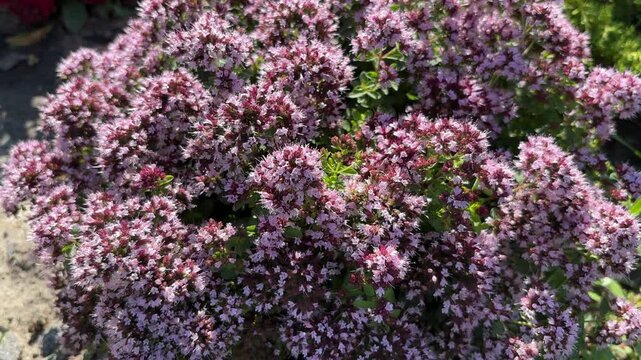 Blooming Oregano Herb Flowers in Garden