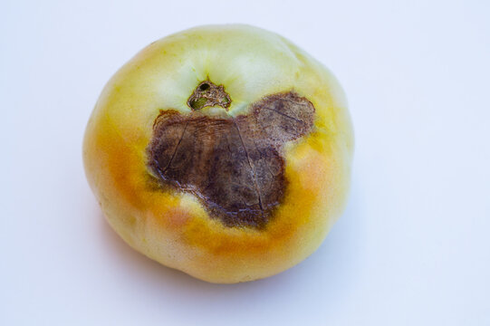 Unripe orange tomato fruit lying bottom at the top on a white gradient background. There is damage and necrosis of a disease called apical rot, which arose due to a lack of the trace element calcium