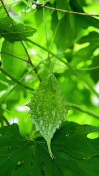 Bitter Melon Fruit Growing on the Vine