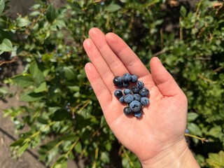Person holding fresh harvested ripe blueberries in palm outdoors © Yanina