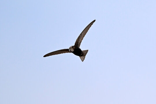 Haussegler // Little swift (Apus affinis) - Chipiona, Provinz C&aacute;diz, Spanien