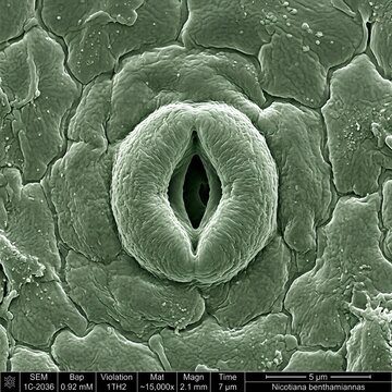  A high-magnification scanning electron micrograph (SEM) illustration of a plant leaf epidermis,
