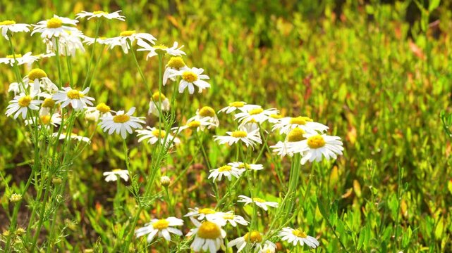 Daisy floral field with white daisies sway in a wind at sunset. Chamomile meadow in summer, natural summer background, 4k