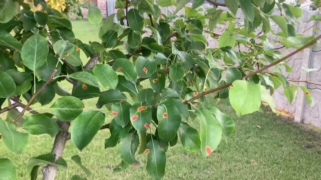 Pear tree leaves showing orange-red rust spots caused by fungal infection. Close-up. Plant disease symptoms useful for agricultural diagnostics, gardening education, or pest control visuals.