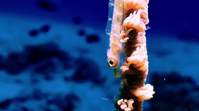 Coral goby clinging to a sea fan in Mauritius, with its small body framed against deep blue water. Close-up underwater wildlife footage showcasing delicate reef life and marine biodiversity.