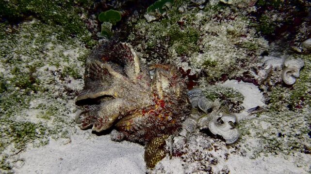 Stonefish remains resting on a coral reef at night in Mauritius, offering a natural glimpse into marine life after death and the ecological processes of a tropical underwater habitat.
