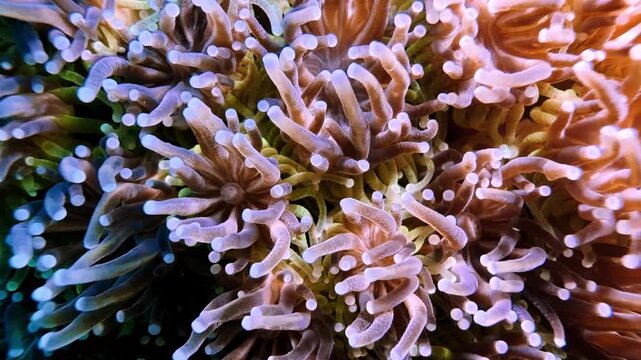 Close-up of soft coral polyps swaying underwater in Mauritius. Mesmerizing marine footage highlighting delicate movement, vibrant reef textures, and tropical ocean biodiversity.