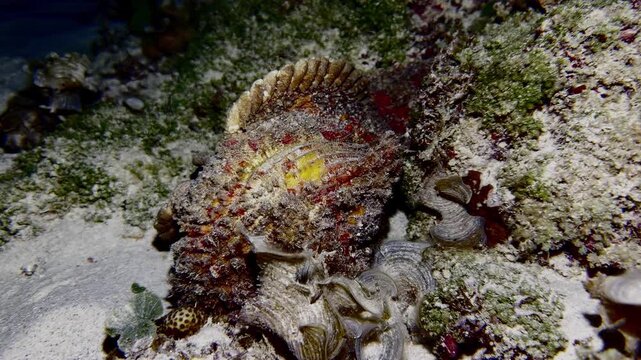 Dead stonefish lying among rocks on a coral reef at night in Mauritius. Underwater footage documenting marine wildlife remains and the natural decomposition process within a tropical reef ecosystem.