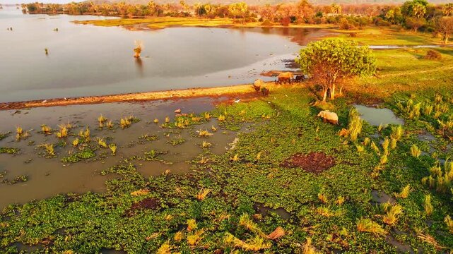Drone orbit around a family of wild African elephants emerging from the wetlands of Liwonde National Park, Malawi, with white birds, the Shire River and a warm sunset illuminating the landscape.