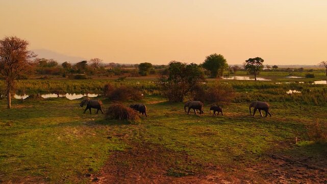 Drone footage tracking alongside a family of wild African elephants as they gradually form a single line while walking through Liwonde National Park, Malawi, beneath a warm orange sunset.