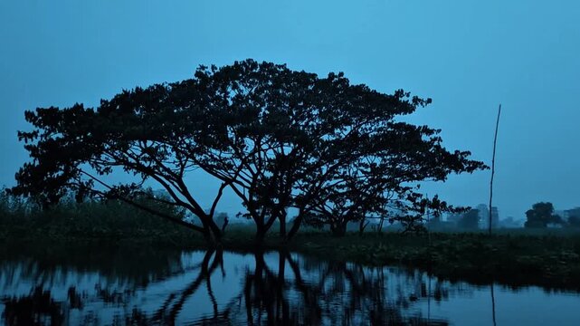The big beautiful tree in the river.