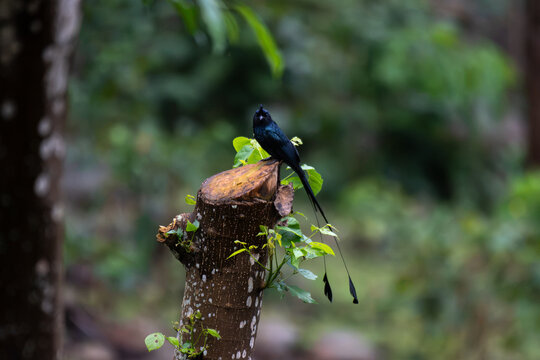 Greater racket tailed drongo with its long distinctive outer tail feathers perched on a tree branch in a lush forest habitat.