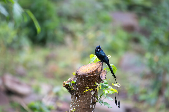 Greater racket tailed drongo with its long distinctive outer tail feathers perched on a tree branch in a lush forest habitat.