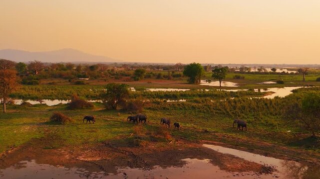 High aerial view of a family of wild African elephants walking through the wetlands of Liwonde National Park, Malawi, surrounded by winding water channels beneath a warm sunset.