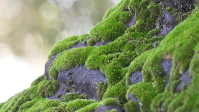 Moss like rocks and tree trunk
