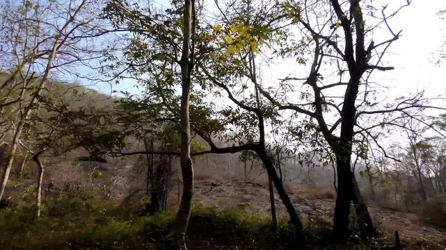A journey through the Mamalakandam forest route in the district of Ernakulam, Kerala, India