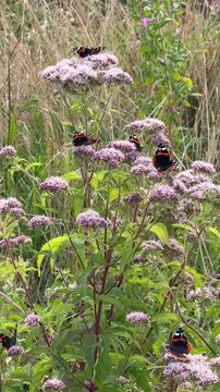 Admirale saugen Nektar an Wasserdost im sommerlichen Bl&uuml;tenmeer - Admirale (Vanessa atalanta) saugen Nektar an den Bl&uuml;ten von Wasserdost. Mehrere Schmetterlinge bewegen sich zwischen den Bl&uuml;tenst&auml;nden
