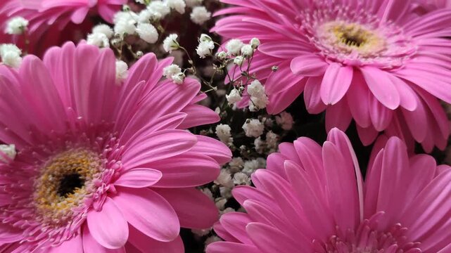 Close-up of vivid pink Gerbera blooms contrasted with delicate white baby's breath flowers. 