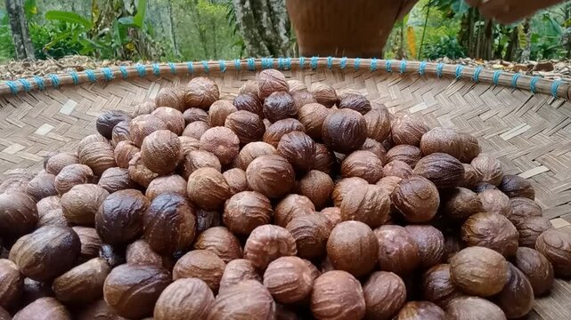 Farmer hands spreading and sorting raw whole nutmeg seeds on a traditional woven bamboo basket for the sun drying process in a rural spice plantation