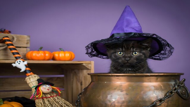 Black kitten wearing a witch hat. Cute cat sitting in a cauldron for Halloween celebration.