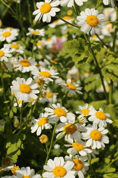 natural small white meadow flowers with sunlight