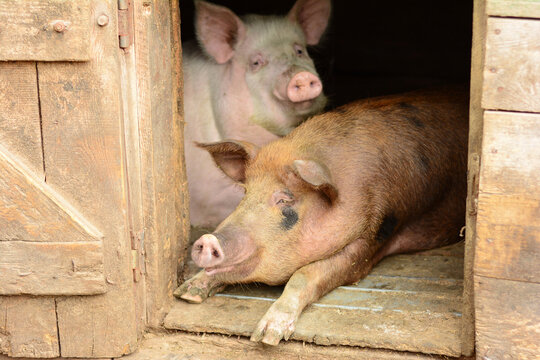 Pig livestock farm animals resting in wooden barn