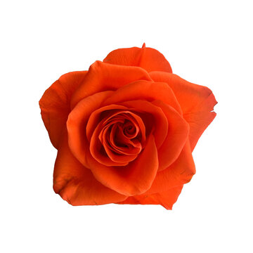 orange rose isolated transparent background top front view
