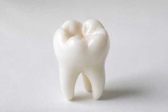 A single white molar tooth model is displayed against a plain white background.