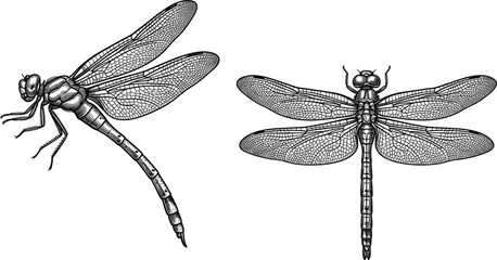 Detailed black and white dragonfly engraving vector elements isolated on a plain clean white background © MSTLUTFA