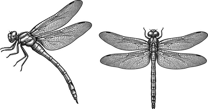 Detailed black and white dragonfly engraving vector elements isolated on a plain clean white background