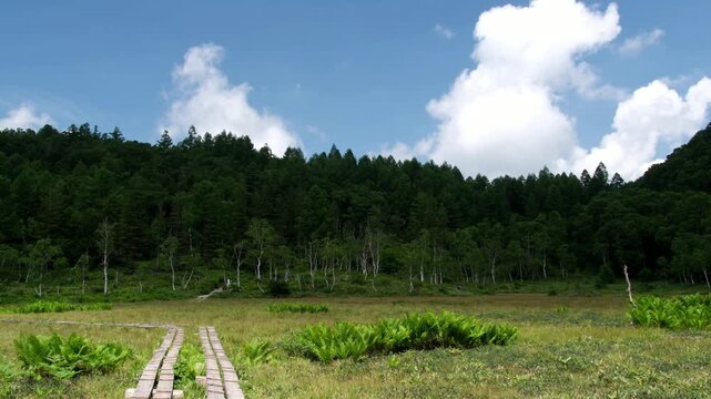 湿原の木道