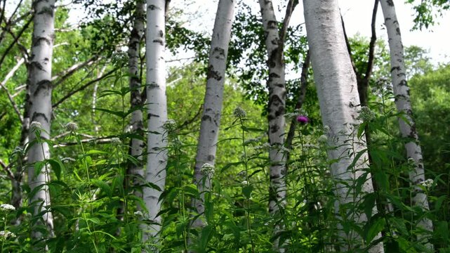 白樺と山野草