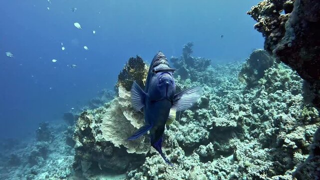 Yellowbar Angelfish (Pomacanthus maculosus). Sharm el Sheikh, Egypt.	
