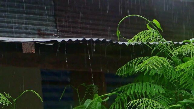 Tropical rain falling onto a corrugated metal roof next to green acacia leaves in a rural village environment.