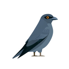 Fototapeta premium Flat 2D Cuckooshrike vector illustration, icon graphic on white background
