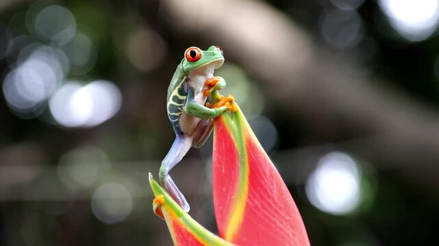 Footage Red-eyed tree frog climbing on dwarf jamaican heliconia flower, Red-eyed tree frog (Agalychnis callidryas) closeup on flower, Green tree frog footage