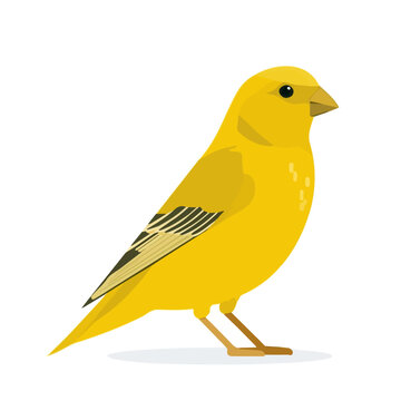 Canary, presented as a modern flat 2D vector icon graphic on a white background