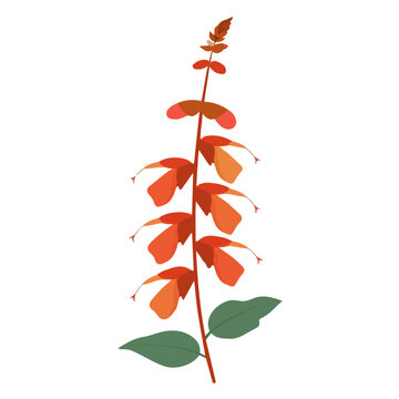 Salvia Flower, 2D flat vector illustration in icon style, isolated on a white background