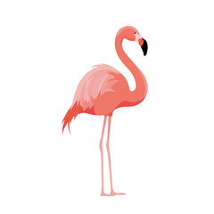 Fototapeta premium 2D flat vector graphic of a Flamingo in icon style, isolated on white background