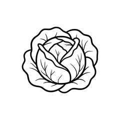 Obraz premium Simple line drawing of a fresh cabbage head.