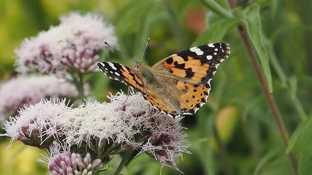 Close-up macro footage of a Painted Lady butterfly feeding on flower nectar with its proboscis, for a nature and wildlife nature documentary, butterflies stock video footage clip