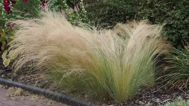 Nassella tenuissima plant commonly known as Mexican feathertop grass or Texas needle grass, gardening stock video footage clip