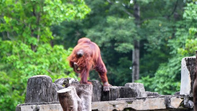Orangutan and his mother playing together in the zoo enclosure	