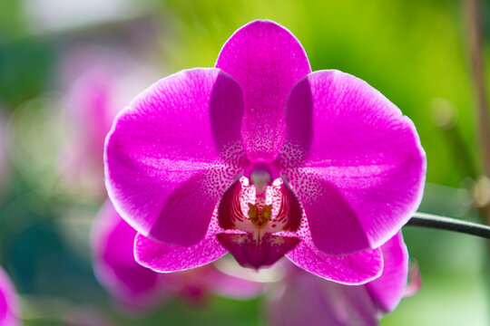 Floral nature. Orchid flower bright color. Flowering nature. Orchid flower violet color. Floral macro photography. Flora and nature closeup. Lilac color orchid flower