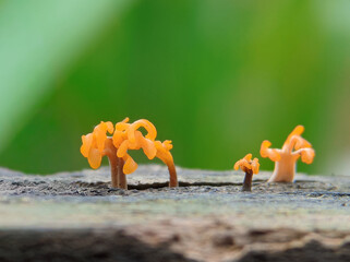 Macro Nature Wallpaper of Tiny Orange Fungus Growing on Bark with Green Bokeh Background © Elia