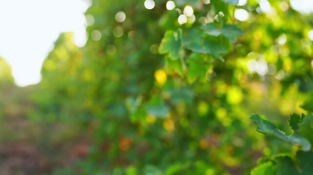 A slow-motion video of a vineyard, with the camera moving alongside green foliage of the vines on backdrop of circular bokeh effects caused by yellow sunlight. Background footage, additional footage