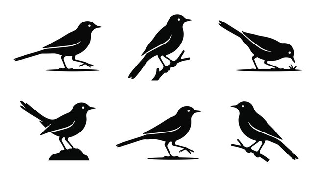 A set of six wagtail bird in various poses silhouette vector icon illustrations on a white background
