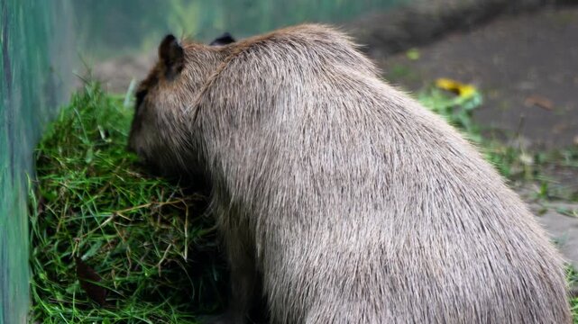 The capybara is the largest living rodent, native to South America. Eating grass in a cage at the zoo
