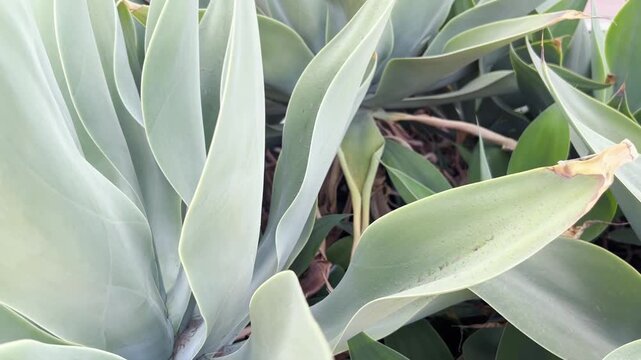 Close up view of exotic Agave attenuata plant growing in Tenerife. Beautiful smooth green leaves of tropical foxtail succulent, organic abstract botanical texture background. Canary islands roadtrip.