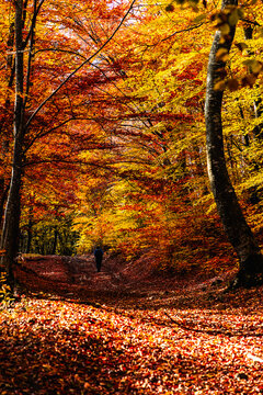 amazing autumn landscape with colorful trees